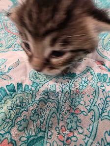 kittens for sale - Photo 4