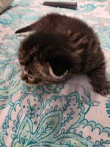kittens for sale - Photo 5