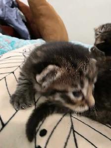 kittens for sale - Photo 6