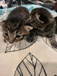 kittens for sale - Photo 7