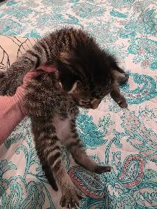 kittens for sale - Photo 8