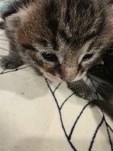 kittens for sale - Photo 9