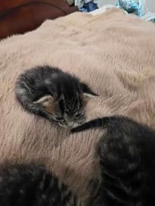 kittens for sale - Photo 10