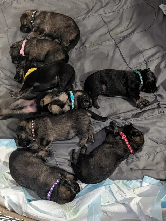 German shepherd puppies