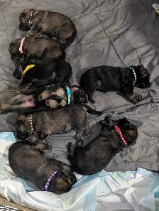 German shepherd puppies