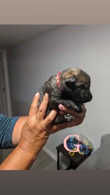 German shepherd puppies - Photo 2