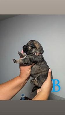 German shepherd puppies - Photo 3