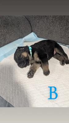 German shepherd puppies - Photo 4