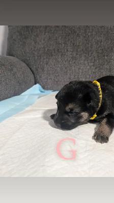 German shepherd puppies - Photo 5