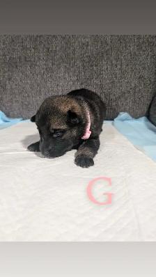 German shepherd puppies - Photo 6
