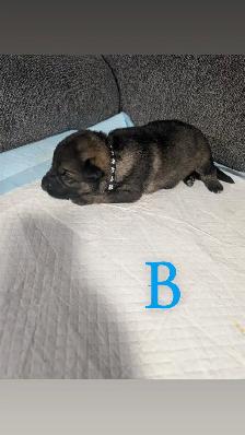 German shepherd puppies - Photo 7