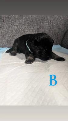 German shepherd puppies - Photo 8