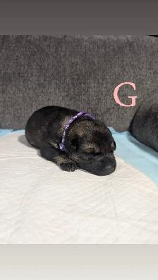 German shepherd puppies - Photo 9