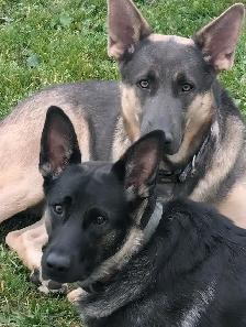 German shepherd puppies - Photo 10