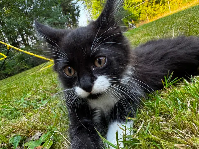 7 beautiful half breed Maine coon kittens!