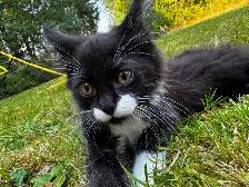 7 beautiful half breed Maine coon kittens!