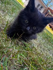7 beautiful half breed Maine coon kittens! - Photo 2