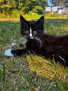 7 beautiful half breed Maine coon kittens! - Photo 4