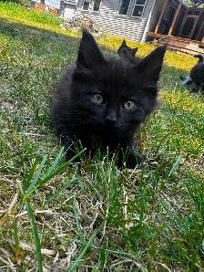 7 beautiful half breed Maine coon kittens! - Photo 5