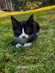 7 beautiful half breed Maine coon kittens! - Photo 6