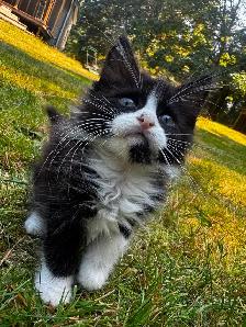 7 beautiful half breed Maine coon kittens! - Photo 7