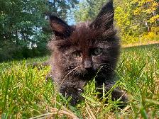 7 beautiful half breed Maine coon kittens! - Photo 8