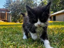 7 beautiful half breed Maine coon kittens! - Photo 9
