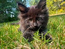 7 beautiful half breed Maine coon kittens! - Photo 10