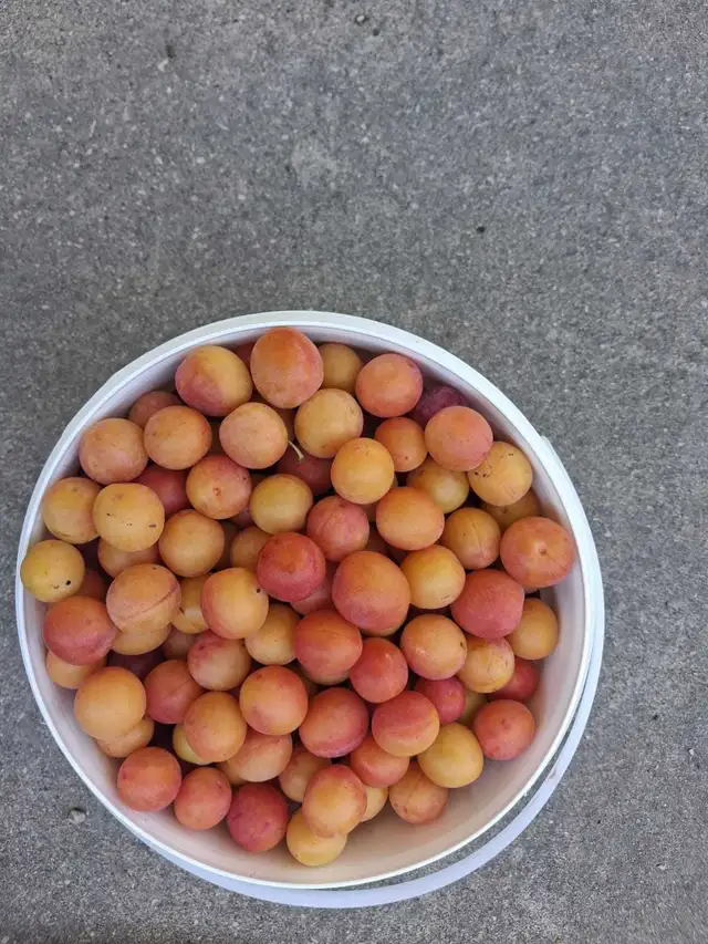 Wild Plums