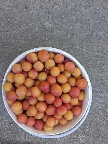 Wild Plums