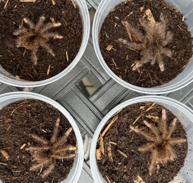 Burgundy Goliath Birdeating Tarantulas!