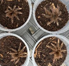 Burgundy Goliath Birdeating Tarantulas!