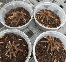 Burgundy Goliath Birdeating Tarantulas! - Photo 2