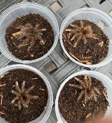 Burgundy Goliath Birdeating Tarantulas! - Photo 3