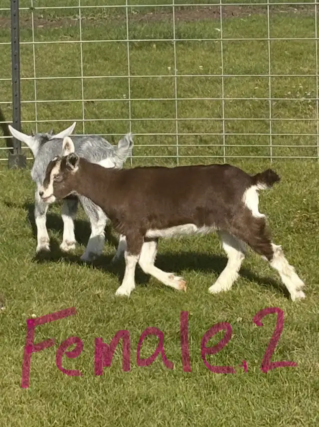 Alpine / pygmy goats for sale