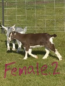 Alpine / pygmy goats for sale