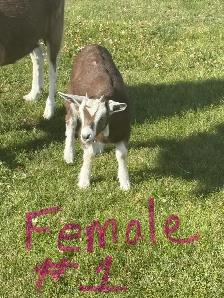 Alpine / pygmy goats for sale - Photo 2