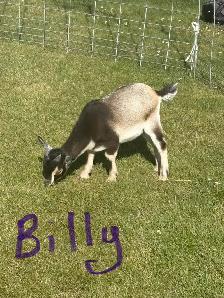 Alpine / pygmy goats for sale - Photo 3