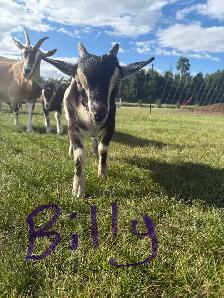 Alpine / pygmy goats for sale - Photo 4