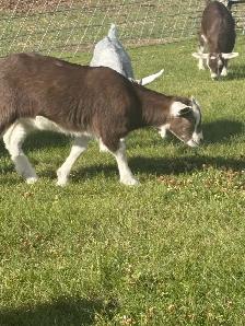 Alpine / pygmy goats for sale - Photo 5