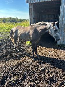 Grey Gelding