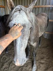 Grey Gelding - Photo 4