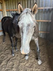 Grey Gelding - Photo 5