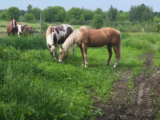horse boarding available