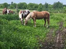 horse boarding available