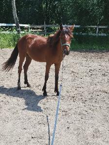horse boarding available - Photo 2