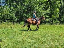 horse boarding available - Photo 3