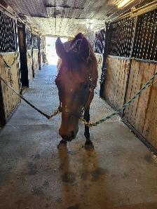 horse boarding available - Photo 4