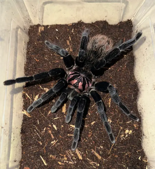 Adult female Xenesthis intermedia!