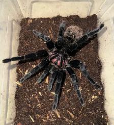 Adult female Xenesthis intermedia!